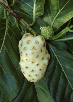 Noni (Morinda Citrifolia) -Garden Supplies Sales 2024 Morindacitrifolianonifruittreeforsalesowexotic 2