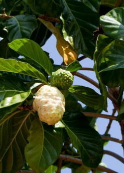 Noni (Morinda Citrifolia) -Garden Supplies Sales 2024 Morindacitrifolianonifruittreeforsalesowexotic 4