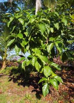 Noni (Morinda Citrifolia) -Garden Supplies Sales 2024 Morindacitrifolianonifruittreeforsalesowexotic 5