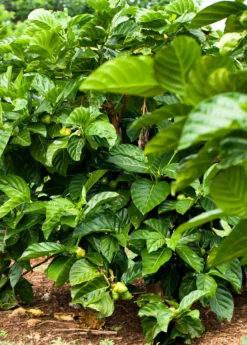 Noni (Morinda Citrifolia) -Garden Supplies Sales 2024 Morindacitrifolianonifruittreeforsalesowexotic 7