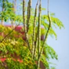 Moringa (Moringa Oleifera)