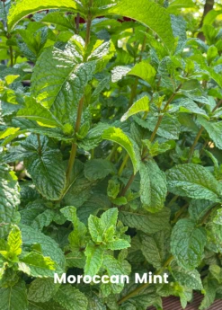 Mint Bundle: Vietnamese Mint, Moroccan Mint & Mojito Mint -Garden Supplies Sales 2024 MoroccanMintPlantsforSale SowExotic.com 16