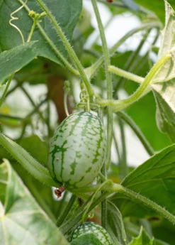 Mouse Melon (Melothria Scabra) -Garden Supplies Sales 2024 MouseMelonplantforsale Melothriascabra SowExotic.com 1
