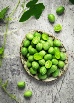 Mouse Melon (Melothria Scabra) -Garden Supplies Sales 2024 MouseMelonplantforsale Melothriascabra SowExotic.com 4