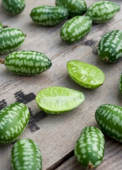 Mouse Melon (Melothria Scabra) -Garden Supplies Sales 2024 MouseMelonplantforsale Melothriascabra SowExotic.com 5