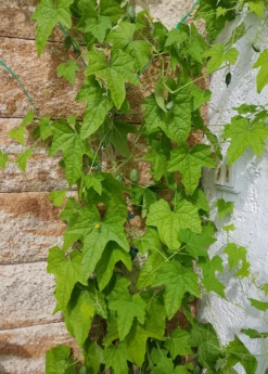 Mouse Melon (Melothria Scabra) -Garden Supplies Sales 2024 MouseMelonplantforsale Melothriascabra SowExotic.com 6