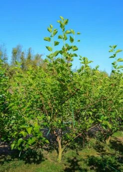 Mulberry 'Shangri La' (Morus Alba X Rubra) -Garden Supplies Sales 2024 Mulberry Tree and Mulberry fruit