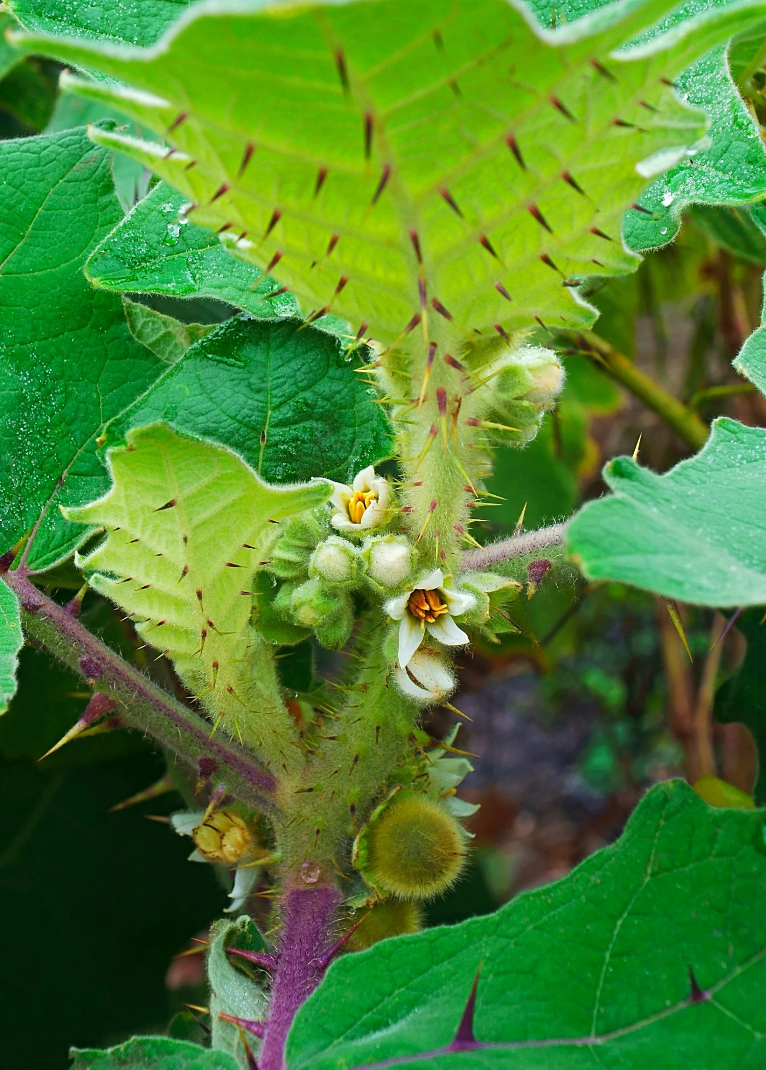 Lulo, Naranjilla (Solanum Quitoense) 3 Lulo, Naranjilla (Solanum Quitoense) - Image 3