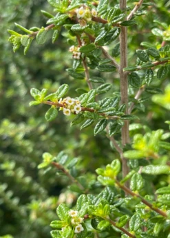 Moujean Tea, Bahama Berry (Nashia Inaguensis) 9 Moujean Tea, Bahama Berry (Nashia Inaguensis) -Garden Supplies Sales 2024 Nashiainaguensissowexoticliveplantmoujeantea