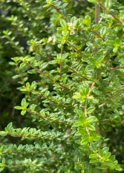 Moujean Tea, Bahama Berry (Nashia Inaguensis) 7 Moujean Tea, Bahama Berry (Nashia Inaguensis) -Garden Supplies Sales 2024 Nashiainaguensissowexoticliveplantmoujeantea 1