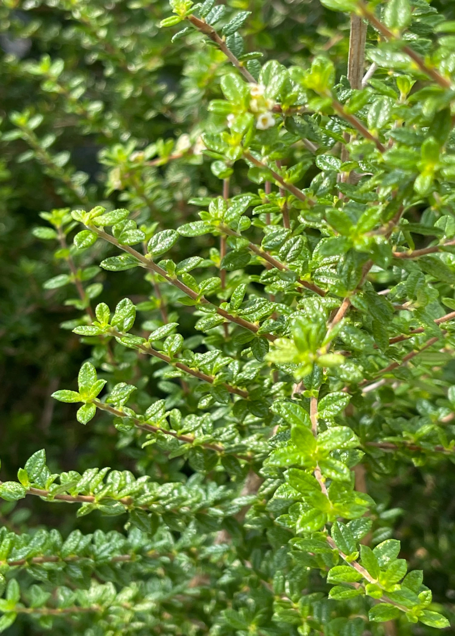 Moujean Tea, Bahama Berry (Nashia Inaguensis) 3 Moujean Tea, Bahama Berry (Nashia Inaguensis) - Image 3