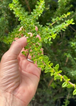 Moujean Tea, Bahama Berry (Nashia Inaguensis) 8 Moujean Tea, Bahama Berry (Nashia Inaguensis) -Garden Supplies Sales 2024 Nashiainaguensissowexoticliveplantmoujeantea 4