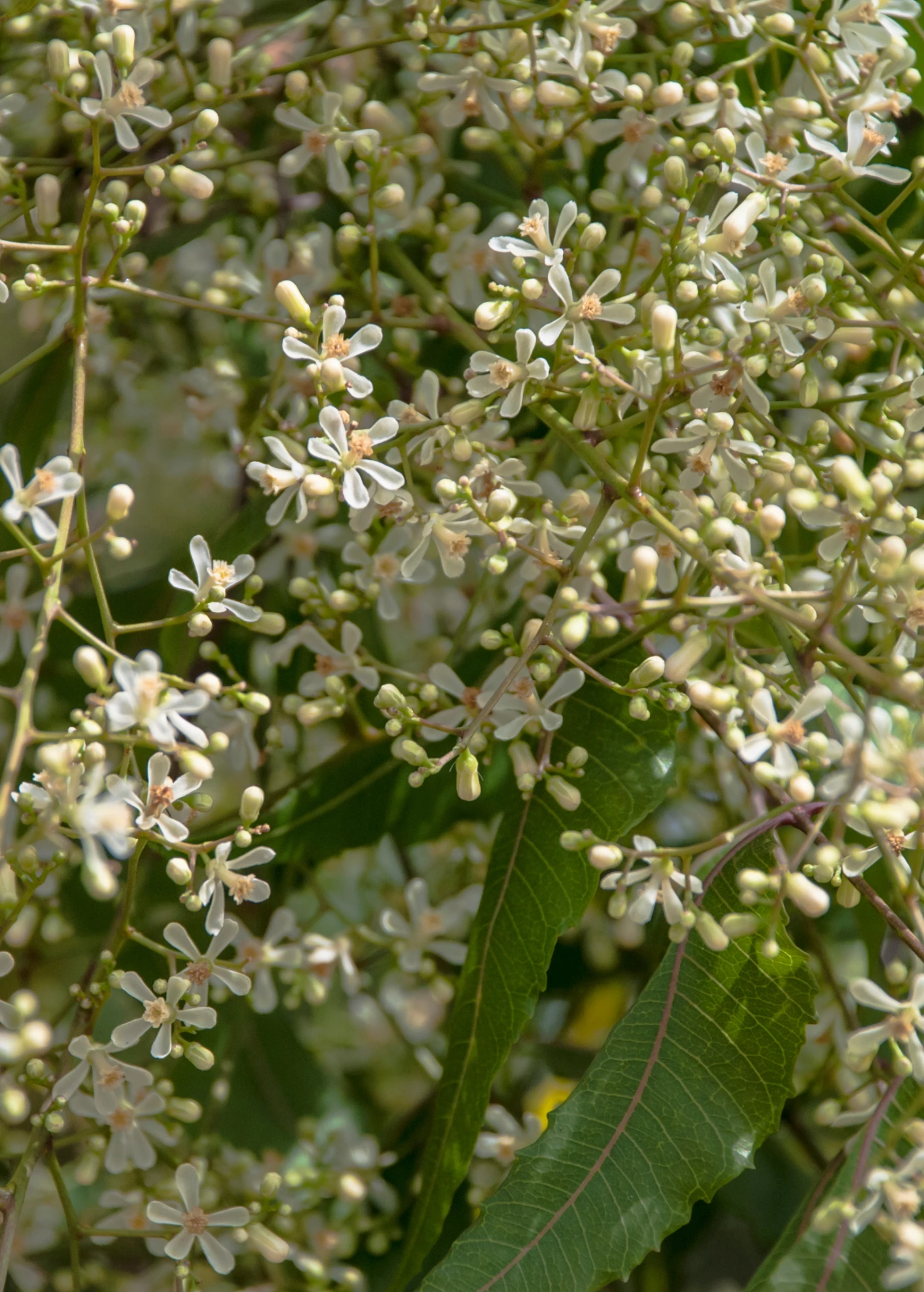 Neem Tree (Azadirachta Indica) 2 Neem Tree (Azadirachta Indica) - Image 2