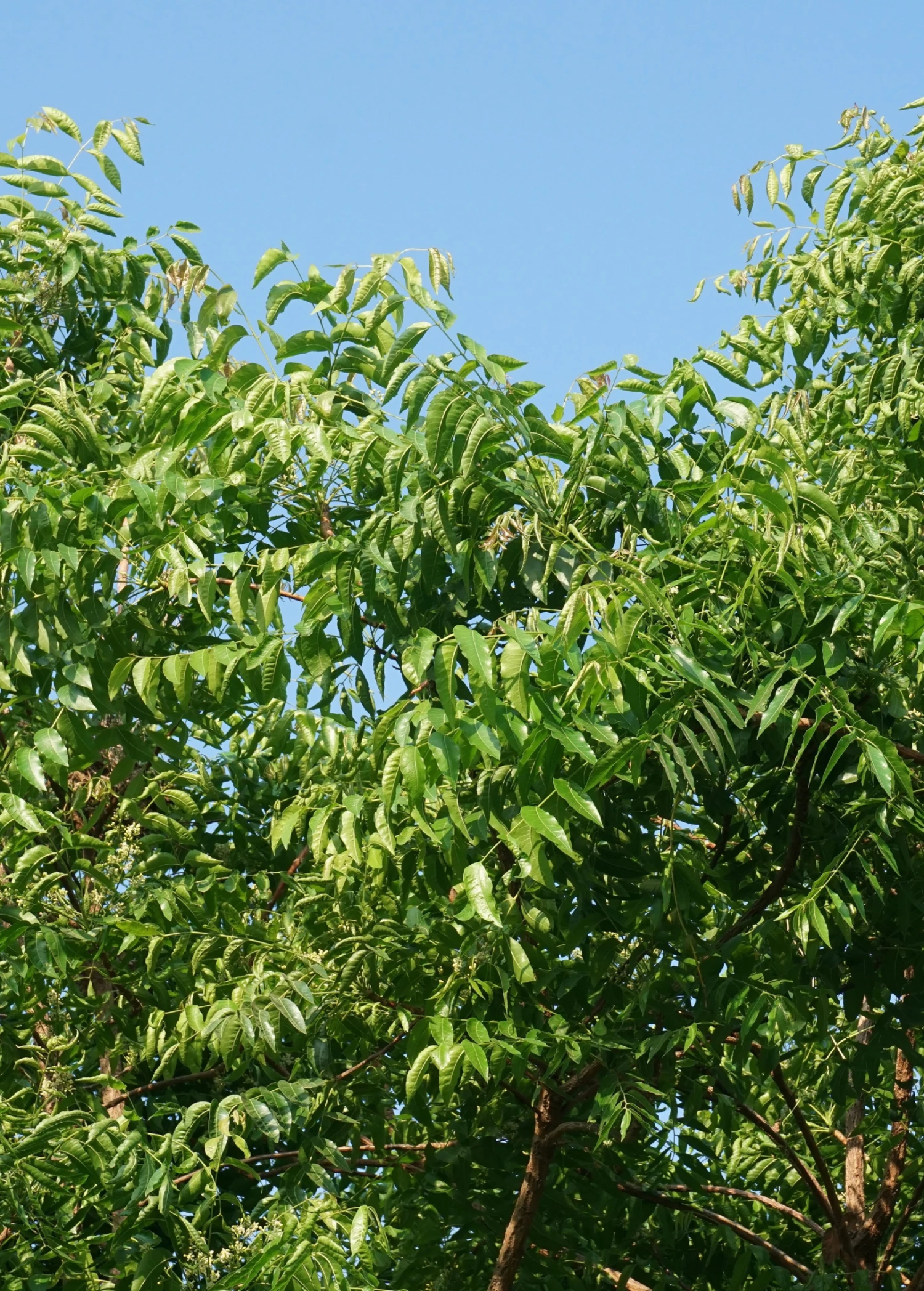 Neem Tree (Azadirachta Indica) 1 Neem Tree (Azadirachta Indica)