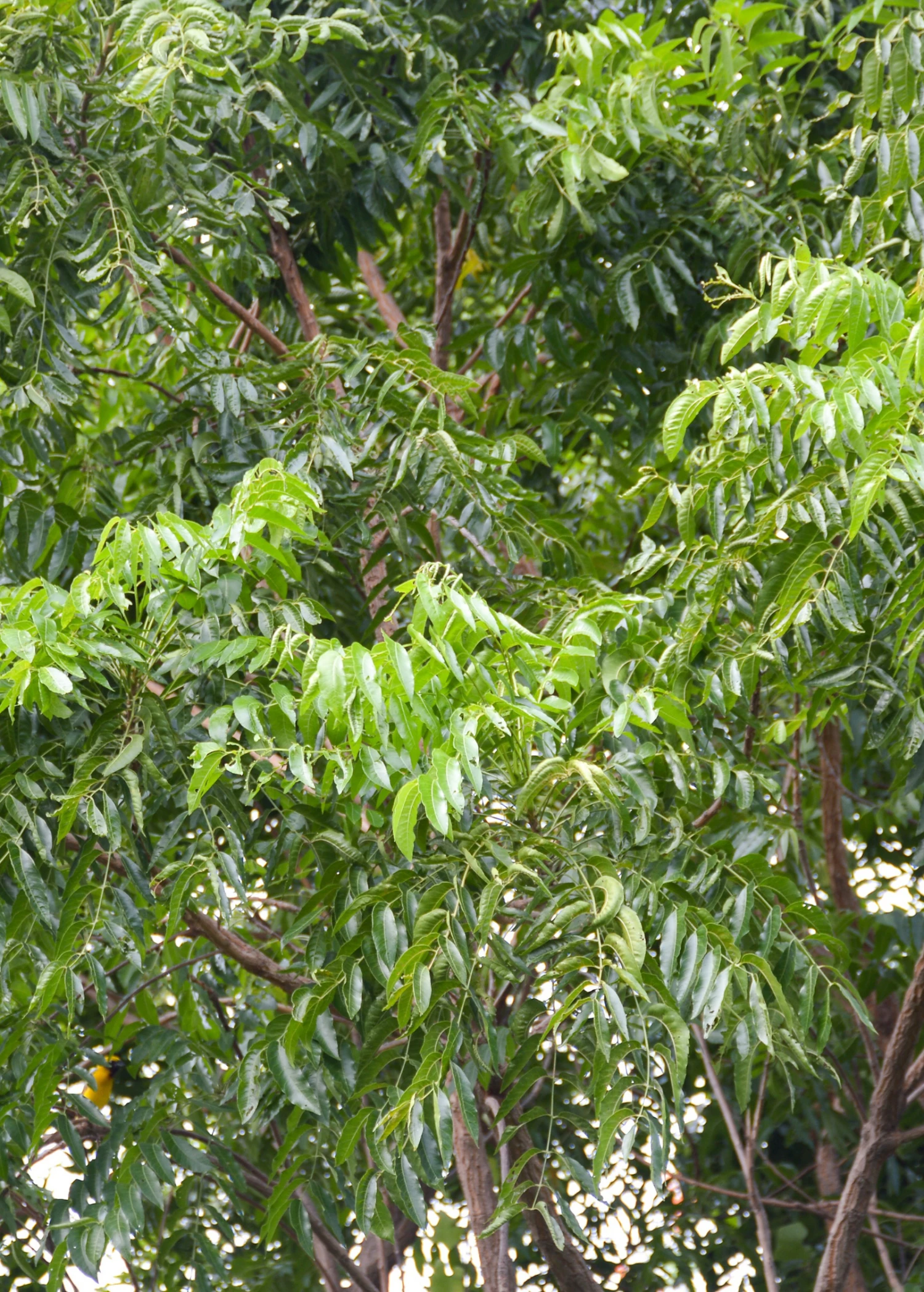 Neem Tree (Azadirachta Indica) 3 Neem Tree (Azadirachta Indica) - Image 3