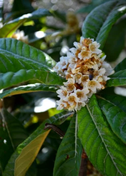 Loquat 'Italy' (Eriobotrya Japonica) 5 Loquat 'Italy' (Eriobotrya Japonica) -Garden Supplies Sales 2024 NespoloItalianLoquat