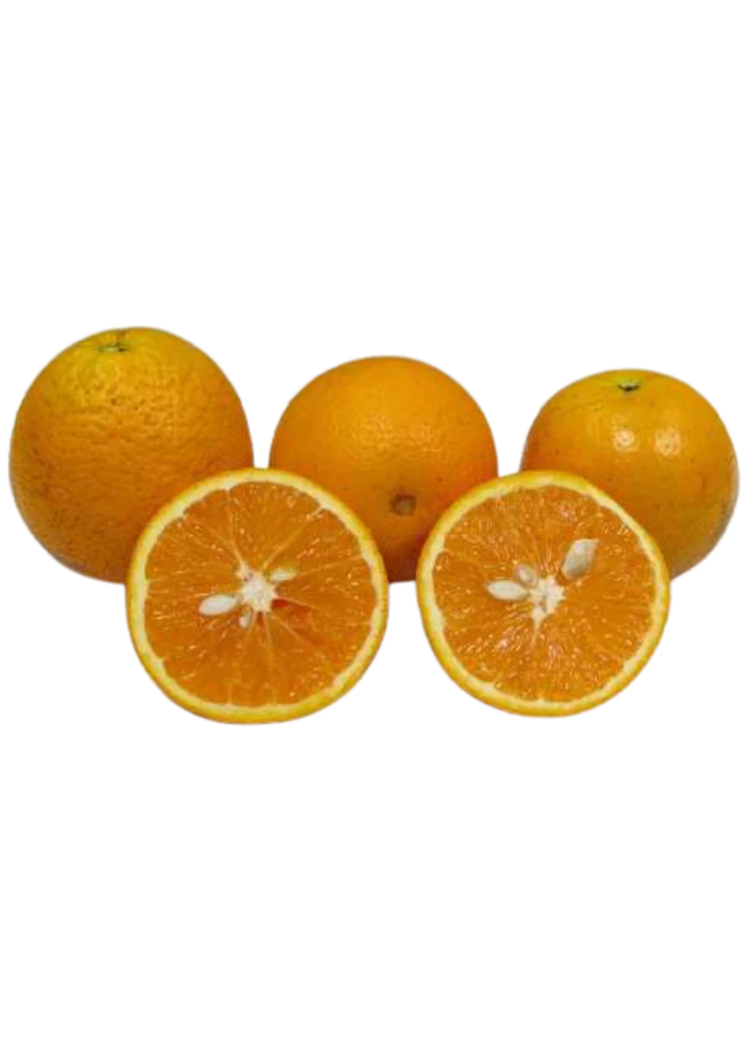 OLL-4 Sweet Orange (Citrus Sinensis ‘OLL-4’) 2 OLL-4 Sweet Orange (Citrus Sinensis ‘OLL-4’) - Image 2
