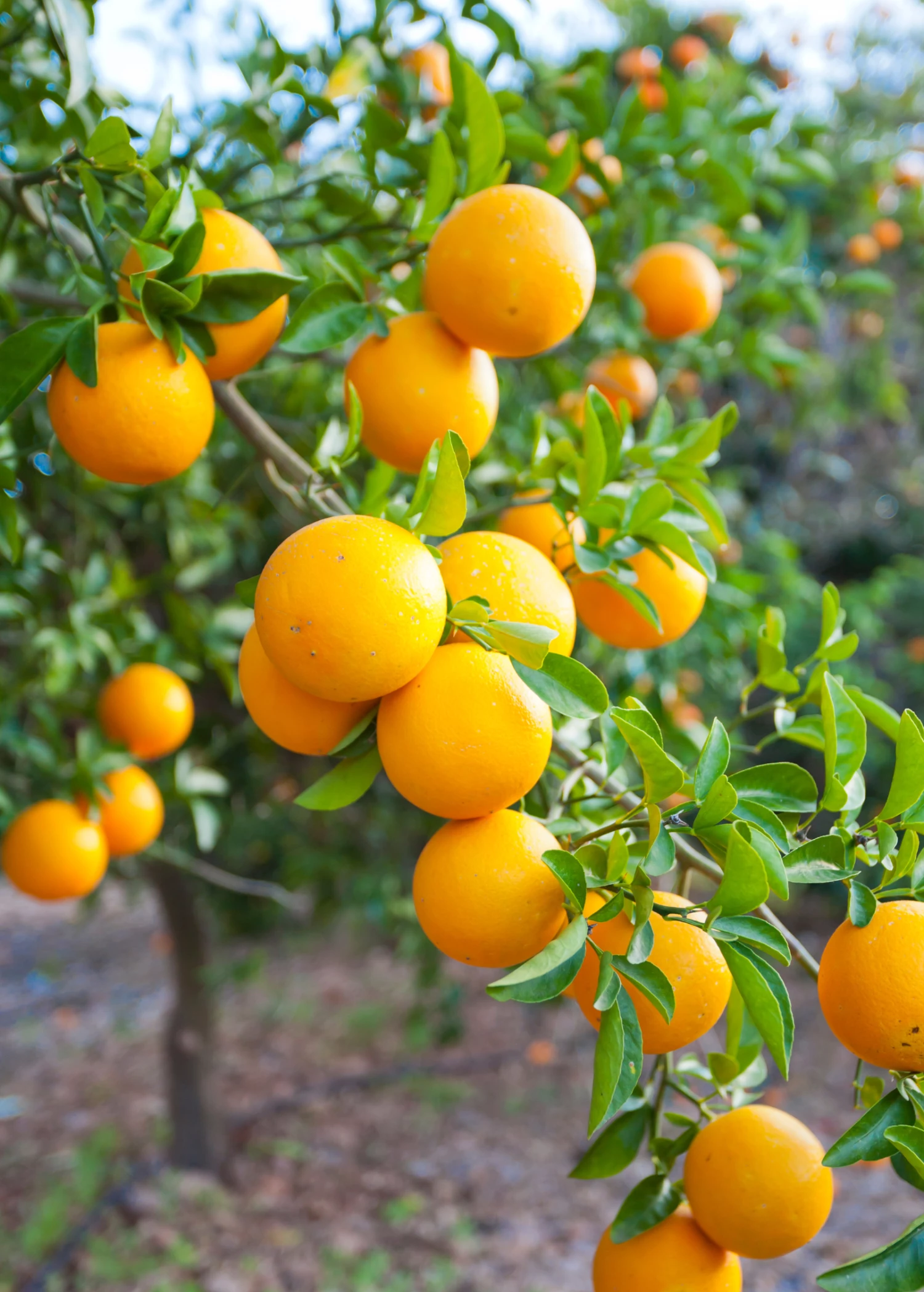 OLL-4 Sweet Orange (Citrus Sinensis ‘OLL-4’) 1 OLL-4 Sweet Orange (Citrus Sinensis ‘OLL-4’)