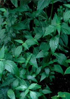 Java Tea (Orthosiphon Stamineus) -Garden Supplies Sales 2024 Orthosiphon stamineus java tea medicinal herb 3