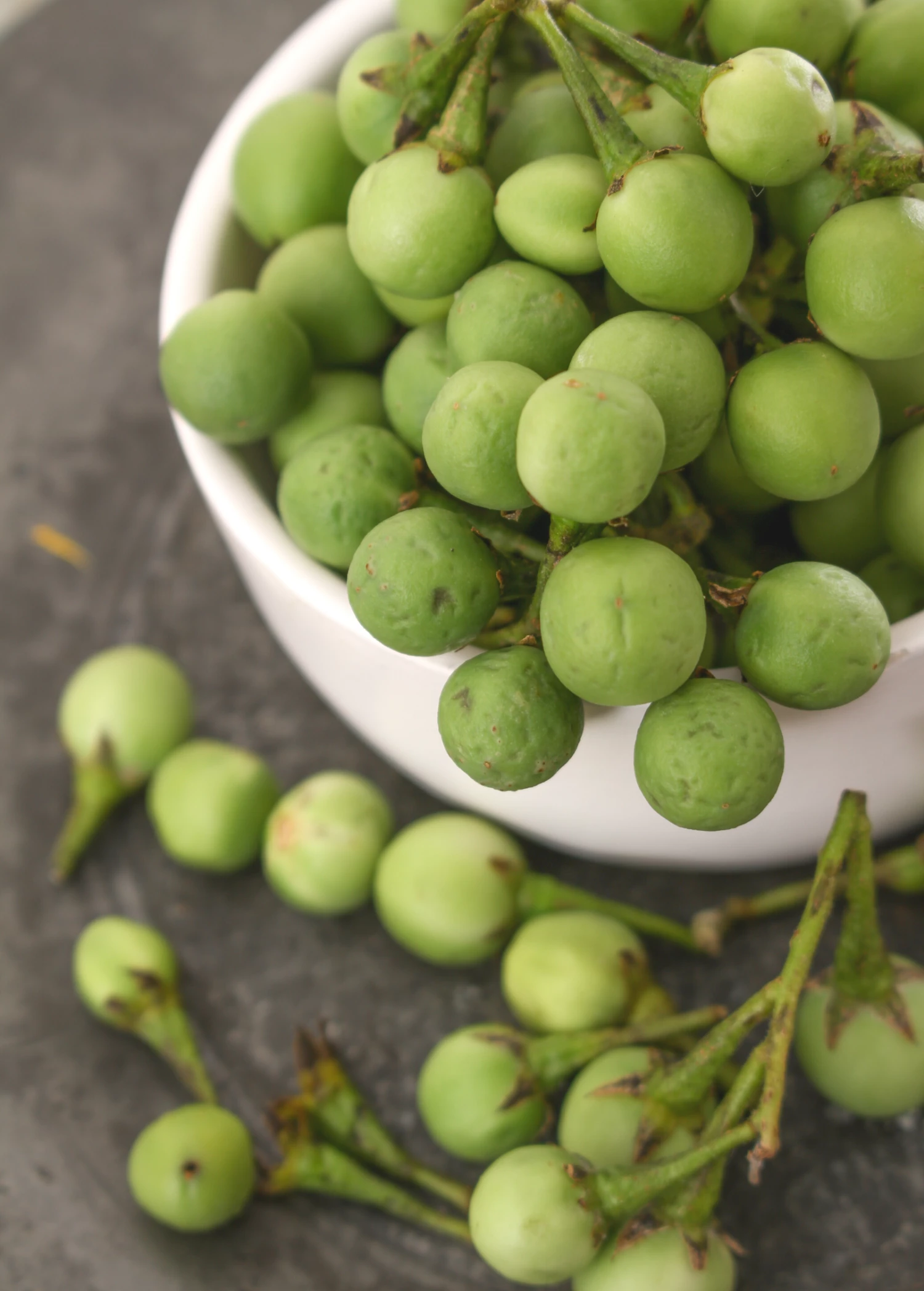 Pea Eggplant (Solanum Torvum) 1 Pea Eggplant (Solanum Torvum)