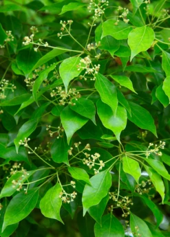 Camphor (Cinnamomum Camphora)