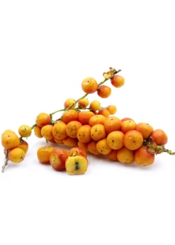 Jelly Palm (Butia Capitata) -Garden Supplies Sales 2024 Pindo Palm fruit white background