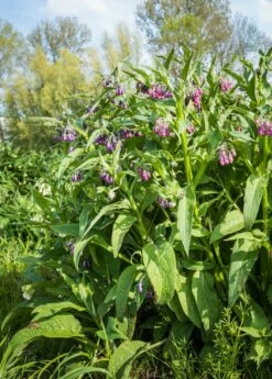 Comfrey (Symphytum Uplandicum) 7 Comfrey (Symphytum Uplandicum) -Garden Supplies Sales 2024 Pink And Purple Blooming Common Comfrey Plants From Close