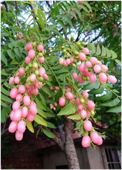 Pink Wampee (Clausena Excavata) 10 Pink Wampee (Clausena Excavata) -Garden Supplies Sales 2024 Pink Wampee Fruits