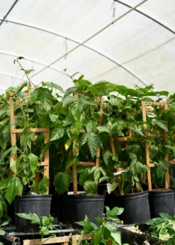 Passion Fruit Vine ‘Purple Possum’ (Passiflora Edulis) 7 Passion Fruit Vine ‘Purple Possum’ (Passiflora Edulis) -Garden Supplies Sales 2024 Purplepassionfruit