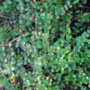 Quail Berry (Crossopetalum Ilicifolium)