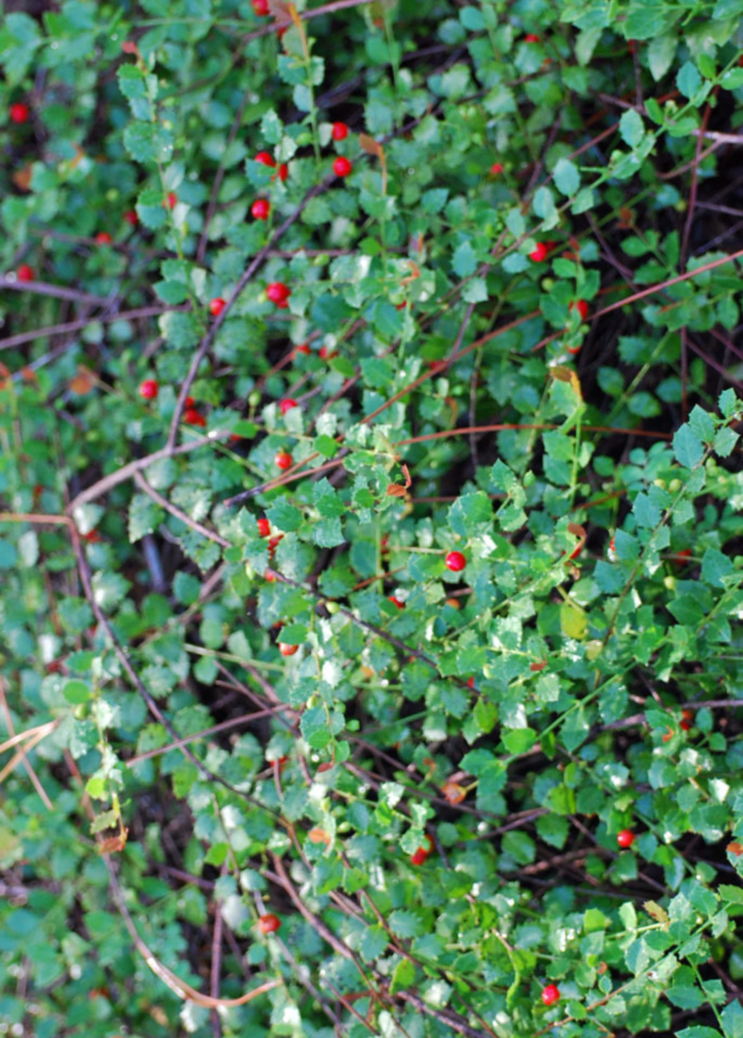 Quail Berry (Crossopetalum Ilicifolium) 1 Quail Berry (Crossopetalum Ilicifolium)