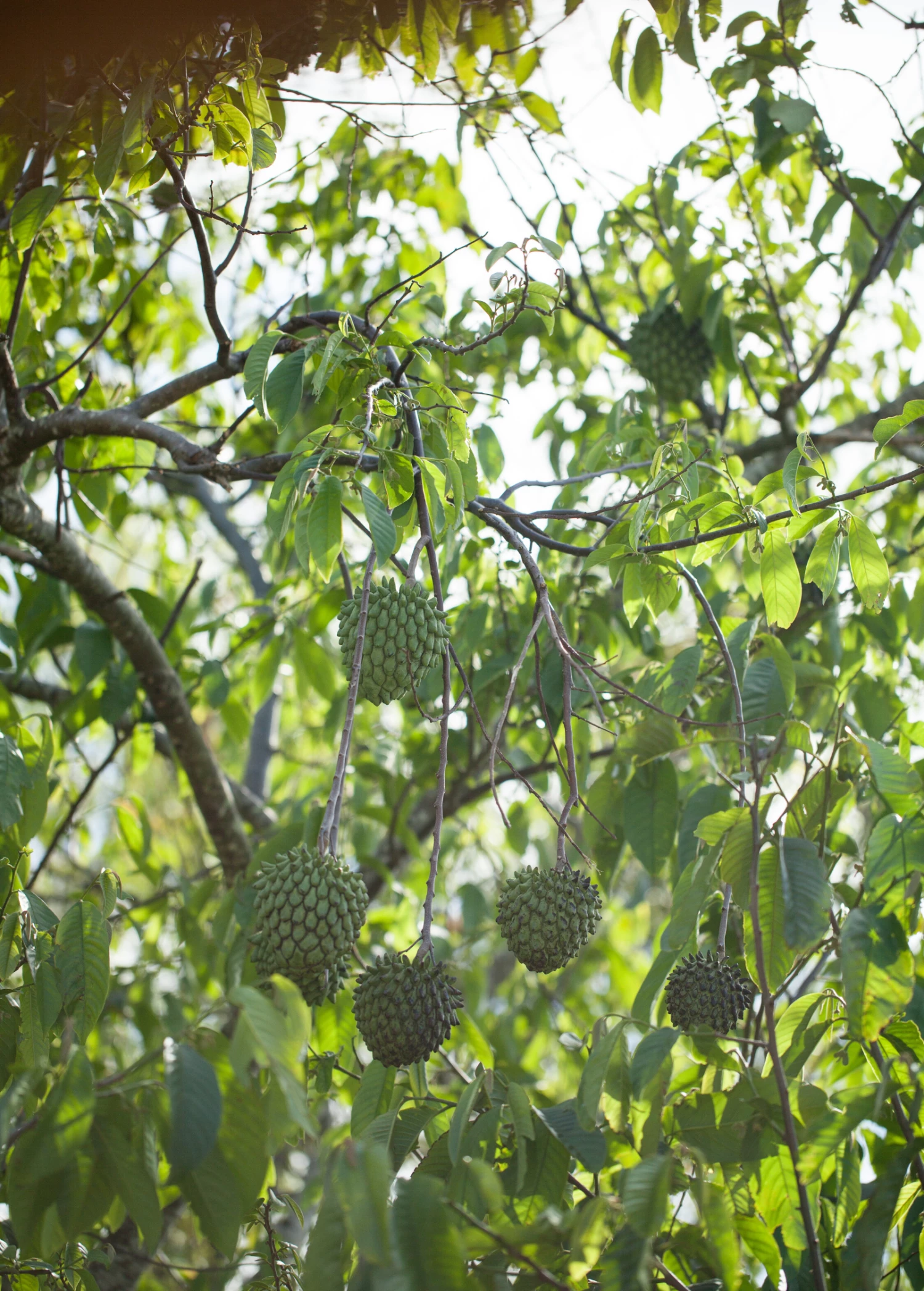Rollinia Seedling (Rollinia Deliciosa) 2 Rollinia Seedling (Rollinia Deliciosa) - Image 2