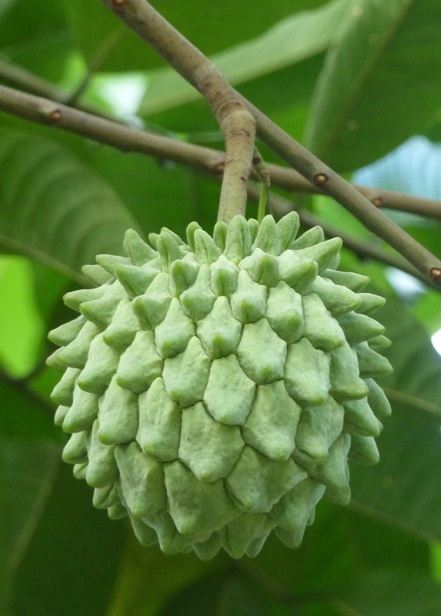 Rollinia (Rollinia Deliciosa) - Image 3