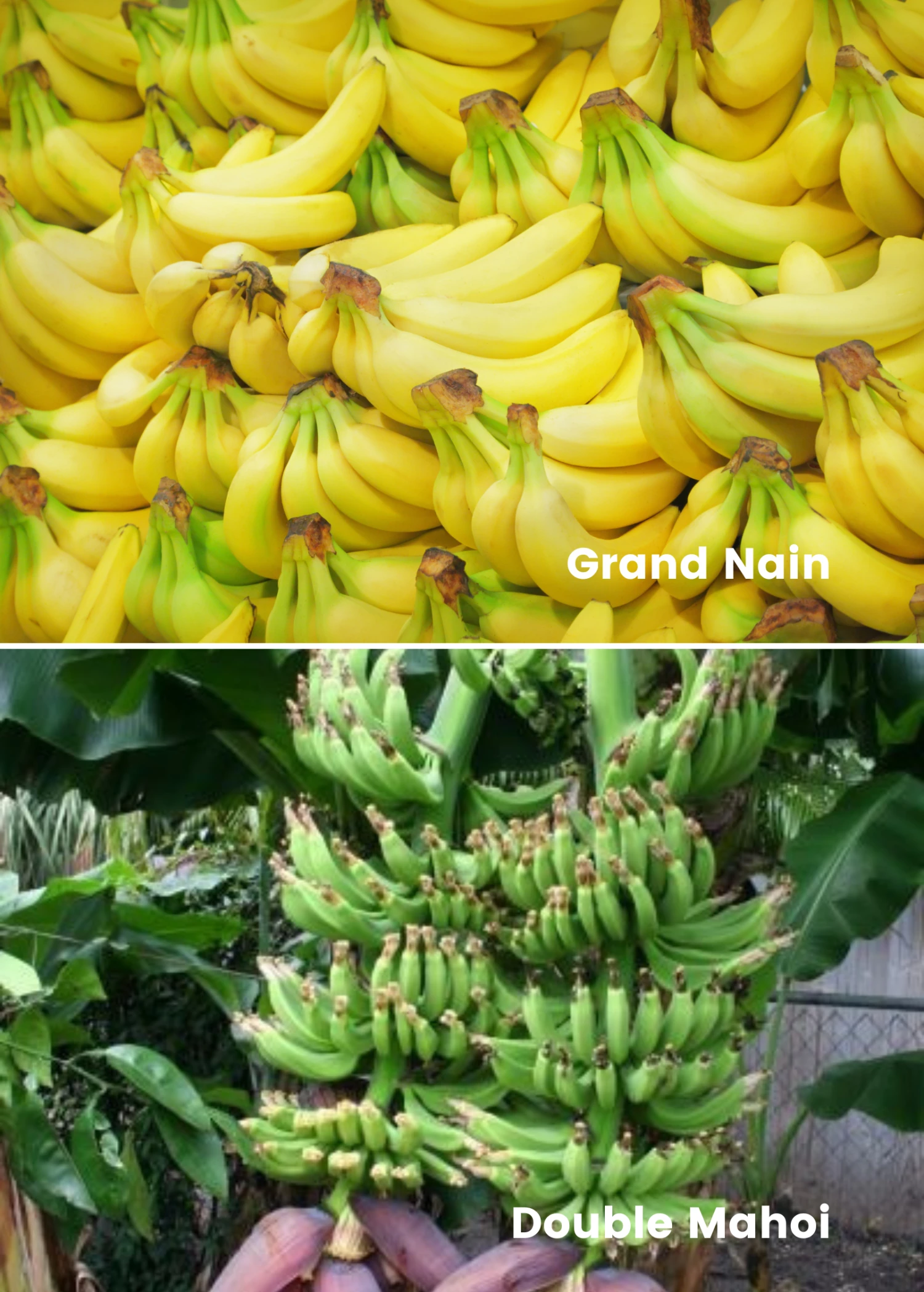 Fall Bundle: Goin' Bananas! 1 Fall Bundle: Goin' Bananas!