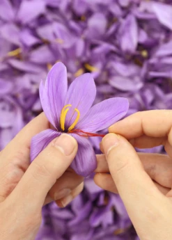 Saffron (Crocus Sativus) 7 Saffron (Crocus Sativus) -Garden Supplies Sales 2024 Saffron Plant saffron crocus autumn crocus Crocus sativus Sow Exotic Live Herb and Spice Plant 3