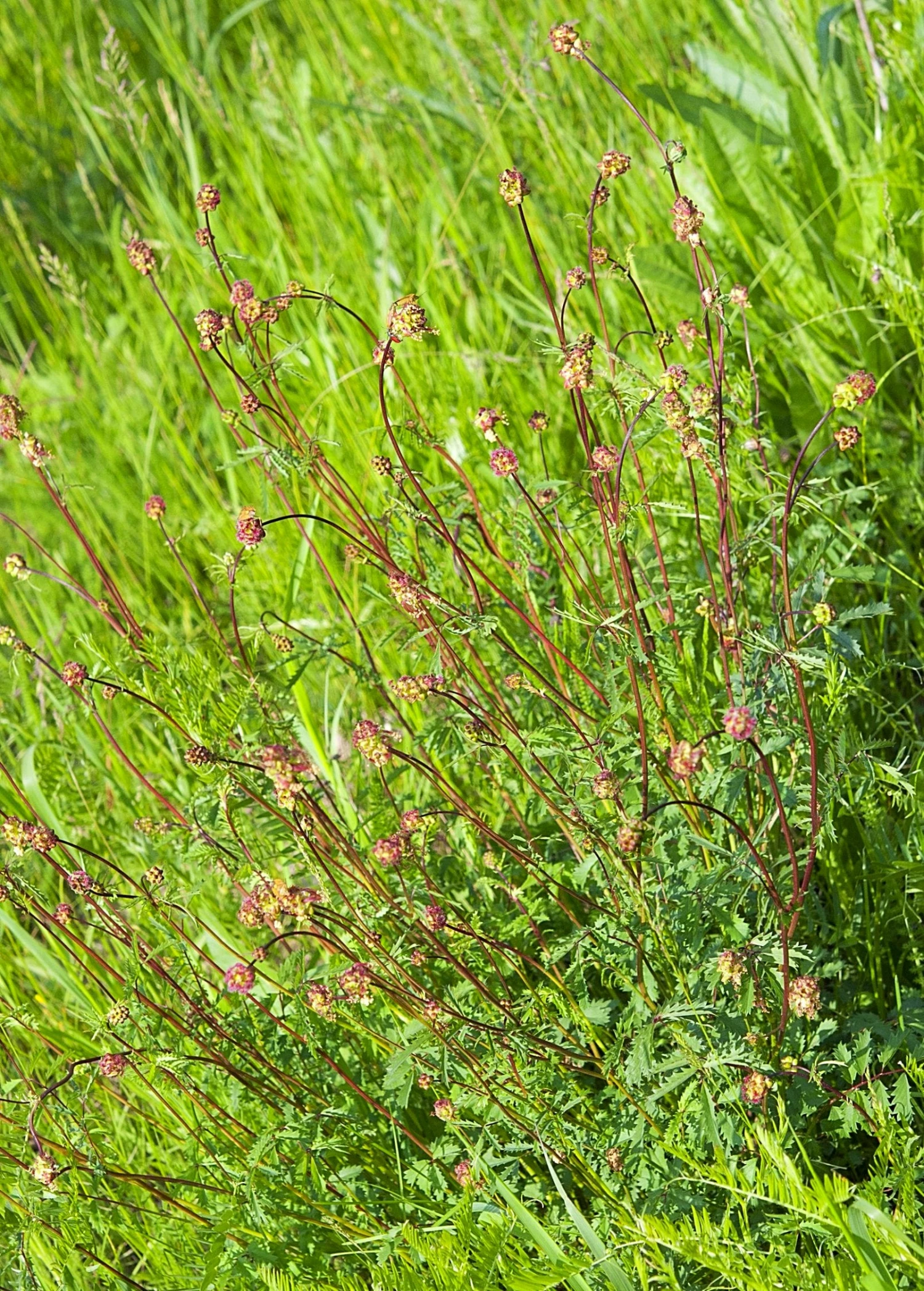 Salad Burnet (Sanguisorba Minor) 3 Salad Burnet (Sanguisorba Minor) - Image 3
