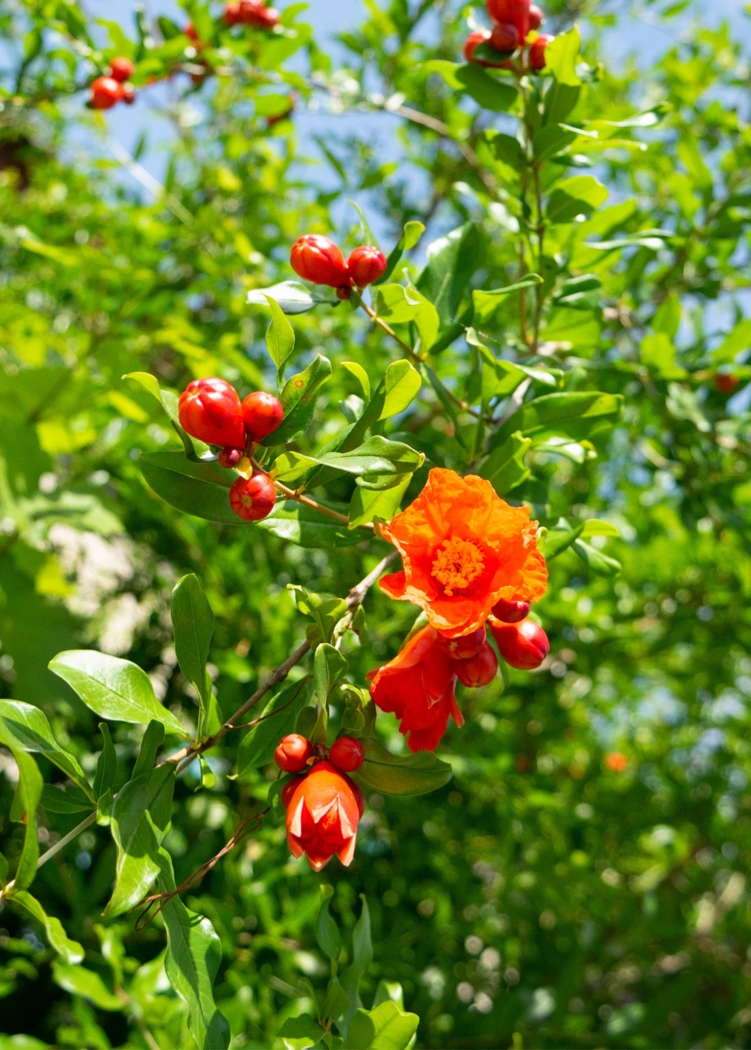 Pomegranate 'Salavatski' (Punica Granatum) 2 Pomegranate 'Salavatski' (Punica Granatum) - Image 2