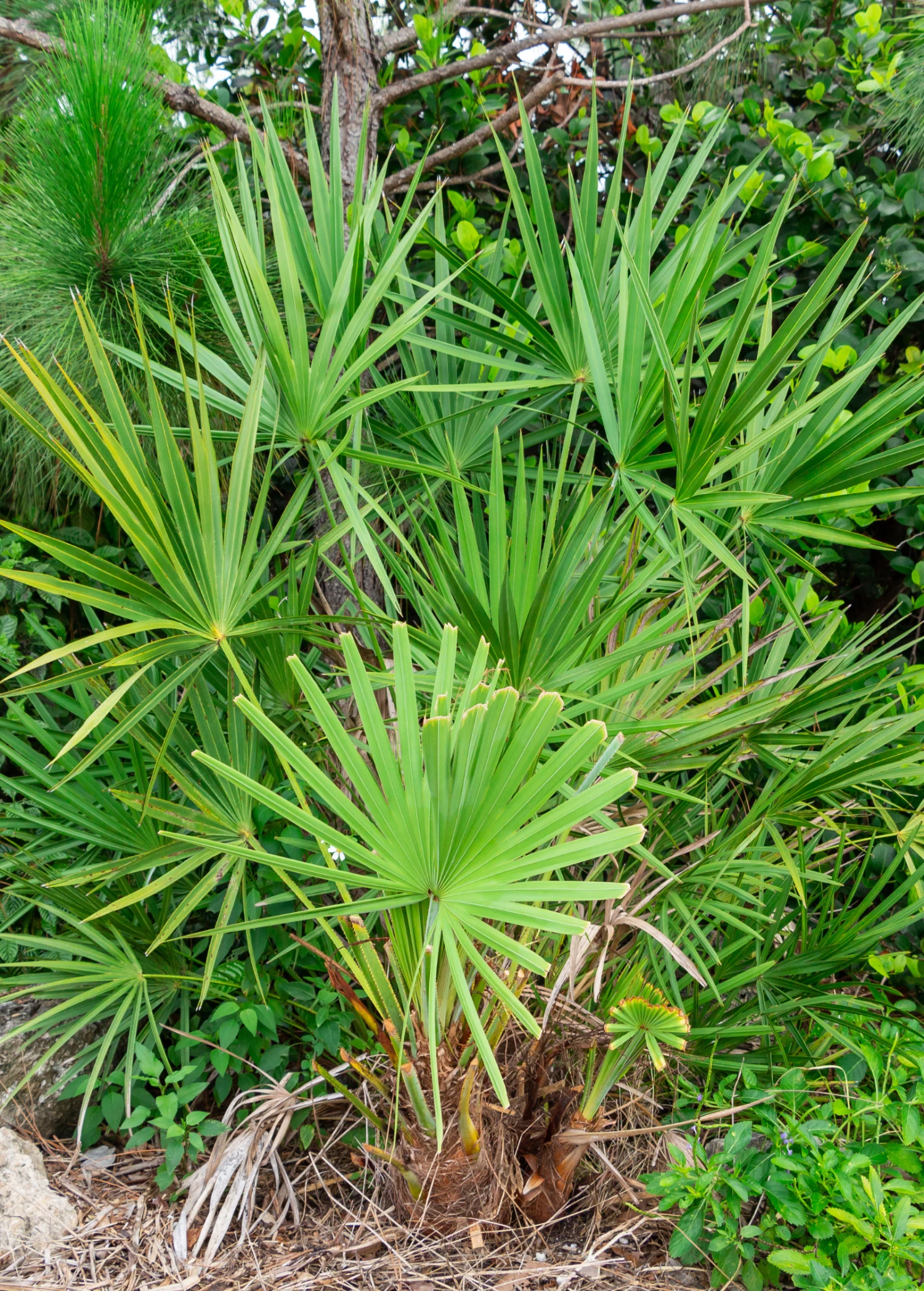Saw Palmetto (Serenoa Repens) 2 Saw Palmetto (Serenoa Repens) - Image 2