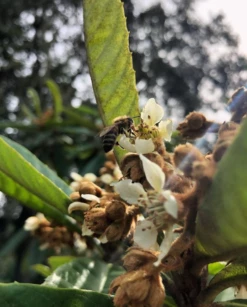 Loquat 'Christmas' (Eriobotrya Japonica) -Garden Supplies Sales 2024 Screenshot 2020 01 14 at 7.20.43 PM