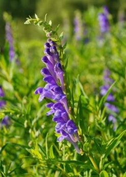 Skullcap (Scutellaria Lateriflora)