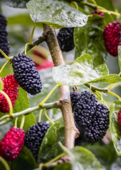 Mulberry 'Shangri La' (Morus Alba X Rubra) -Garden Supplies Sales 2024 Shangri La Mulberry Fruit