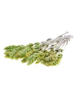 Greek Mountain Tea (Sideritis Scardica) -Garden Supplies Sales 2024 Sideritis greek mountain tea herb white background fresh picked