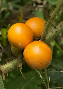 Lulo, Naranjilla (Solanum Quitoense) 7 Lulo, Naranjilla (Solanum Quitoense) -Garden Supplies Sales 2024 Solanum quitoense naranjilla fruit on the plant