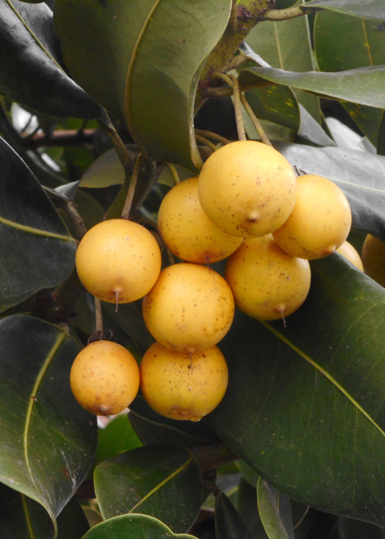 Monkey Apple, Ausubo (Mimusops Balata) 1 Monkey Apple, Ausubo (Mimusops Balata)
