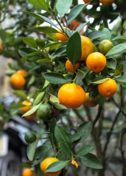 Calamondin (Citrus × Citrofortunella Microcarpa) -Garden Supplies Sales 2024 Sow Exotic Plant Nursery Calamondin