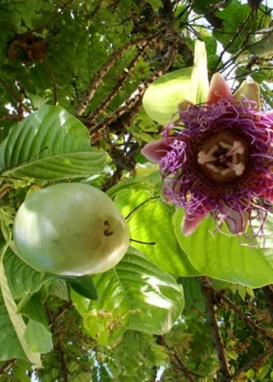 Giant Granadilla (Passiflora Quadrangularis L.) -Garden Supplies Sales 2024 Sow Exotic Plant Nursery GiantGranadilla PassifloraquadrangularisL. 1