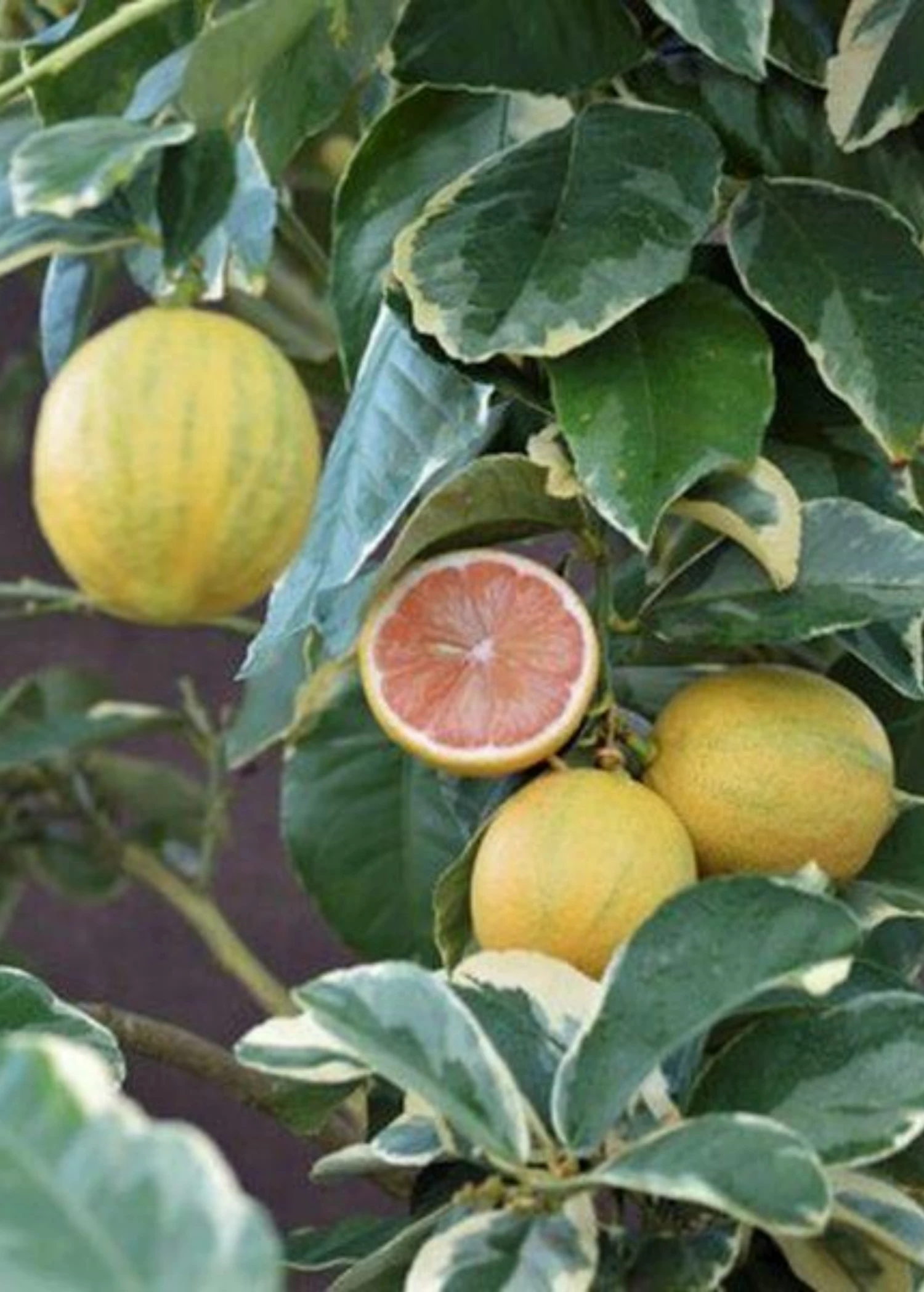 Variegated Pink Lemon (Citrus × Limon) 2 Variegated Pink Lemon (Citrus × Limon) - Image 2