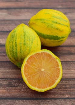Variegated Pink Lemon (Citrus × Limon) 5 Variegated Pink Lemon (Citrus × Limon) -Garden Supplies Sales 2024 Sow Exotic Plant Nursery Variegated Pink Lemon 2