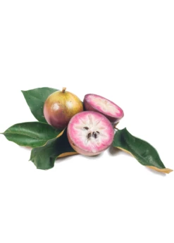 Purple Caimito, Star Apple (Chrysophyllum Cainito) -Garden Supplies Sales 2024 Sow Exotic Plant Nursery cainito