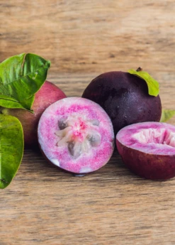 Purple Caimito, Star Apple (Chrysophyllum Cainito)